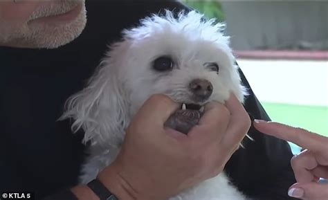 Video: 10-pound pooch with 3 teeth saves brother pup from coyote in California